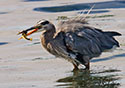 Ardea herodias